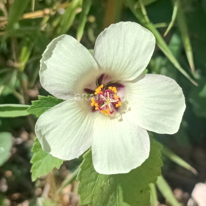 Hibiscus trionum, one hour flower image